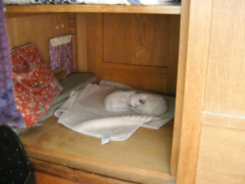 w2040 asleep in the shrunk.jpg 205.3K